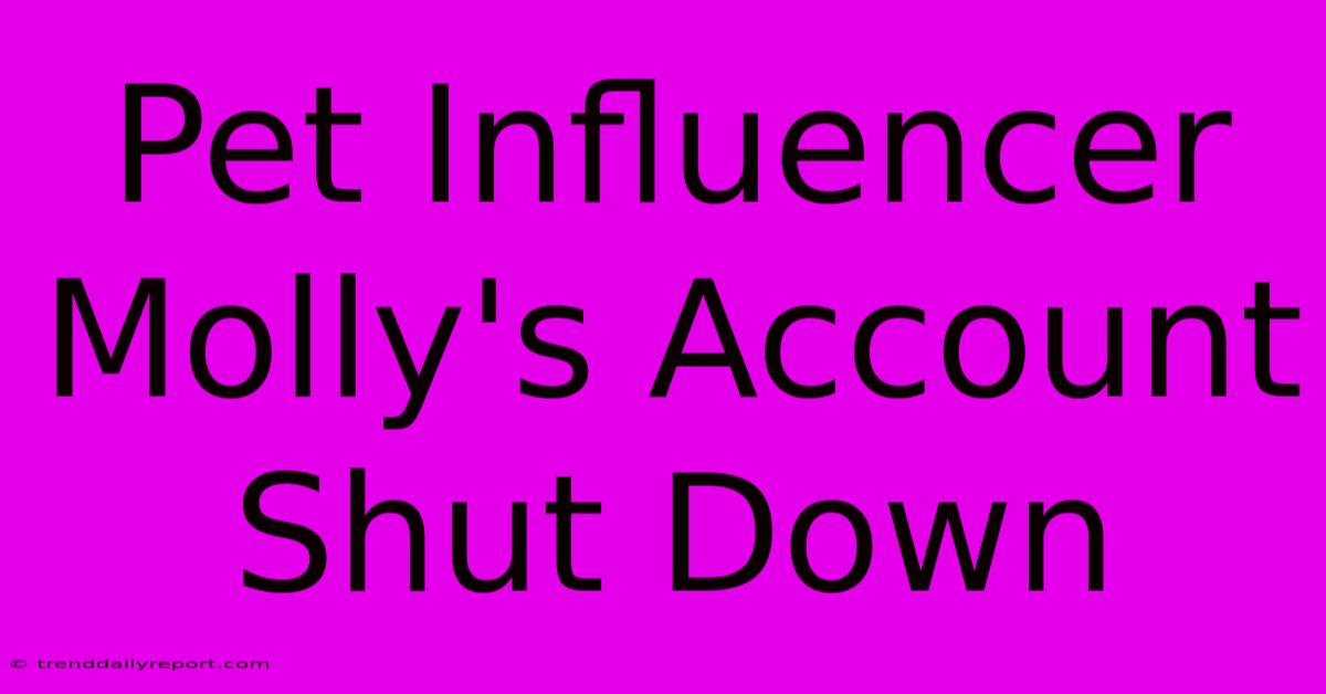 Pet Influencer Molly's Account Shut Down